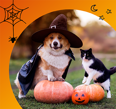 Shop Halloween for Pets