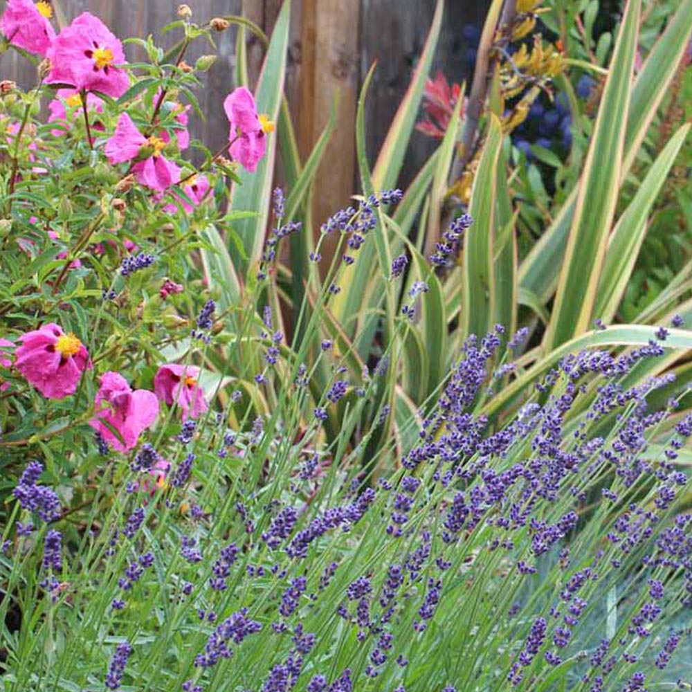 Garden On A Roll Mediterranean Border 2m x 60cm Image 6