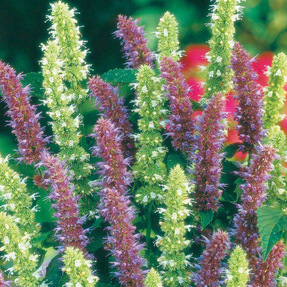 wilko Seeds Agastache Blue and White Mixed Image 1