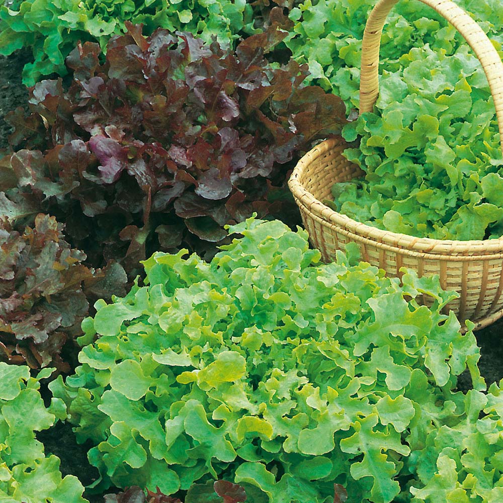 Wilko Lettuce Salad Bowl Mixed Seeds Image 1