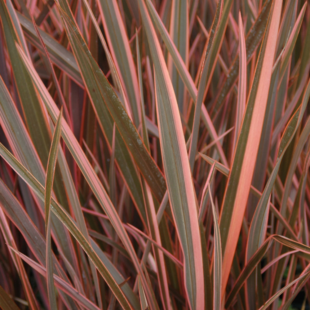 wilko Phormium Sundowner Pink Plant 5L Pot Image 2