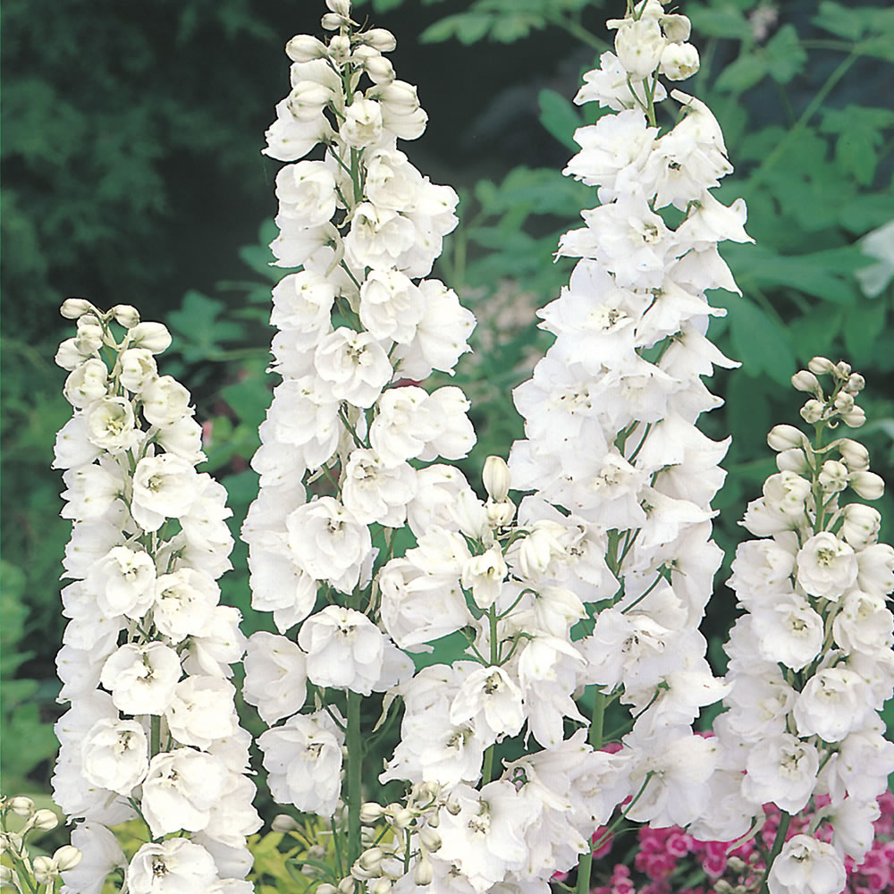 Johnsons Delphinium Galahad Seeds Wilko
