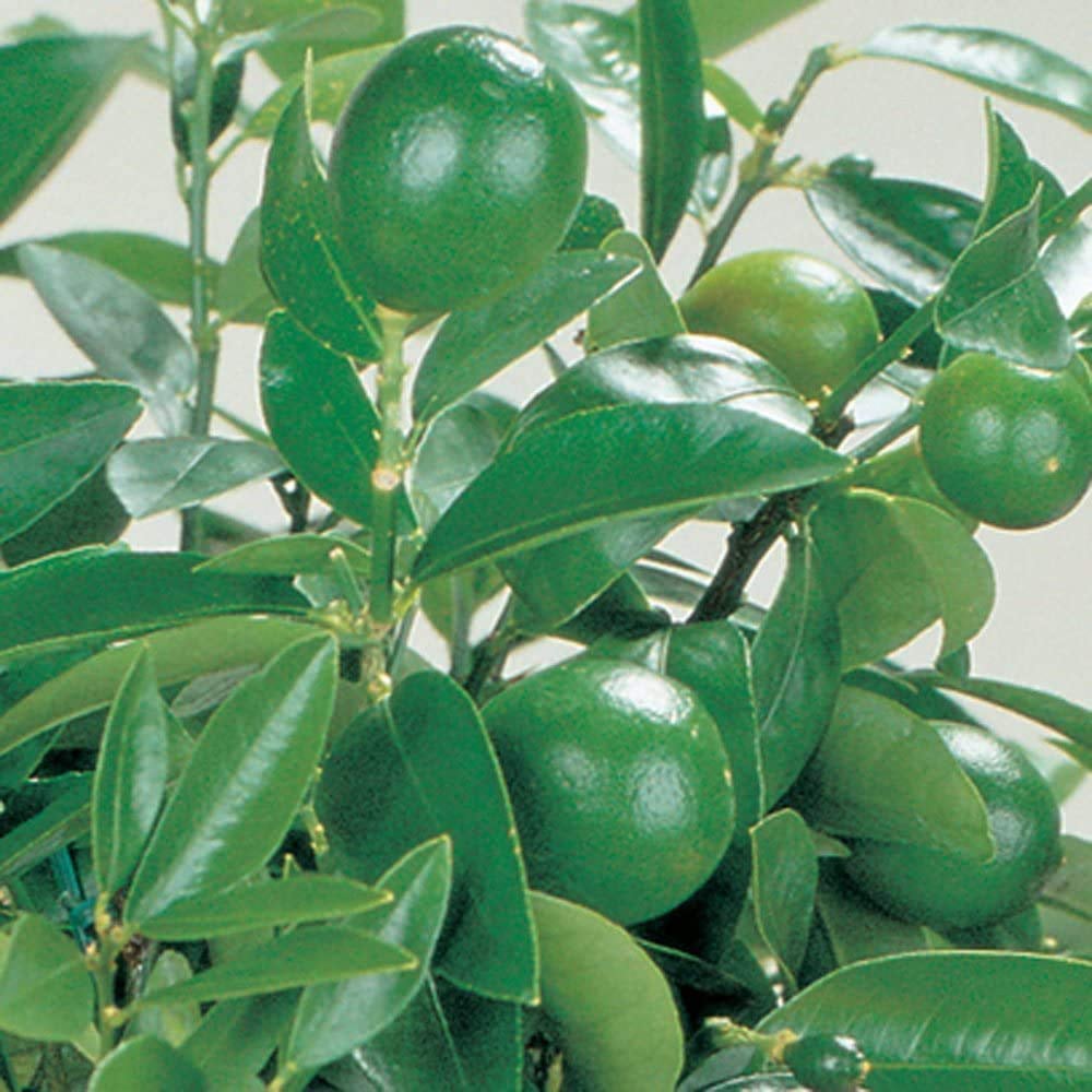 Thompson & Morgan Citrus Lime Tree Potted Plant 9cm 2 Pack Image 6