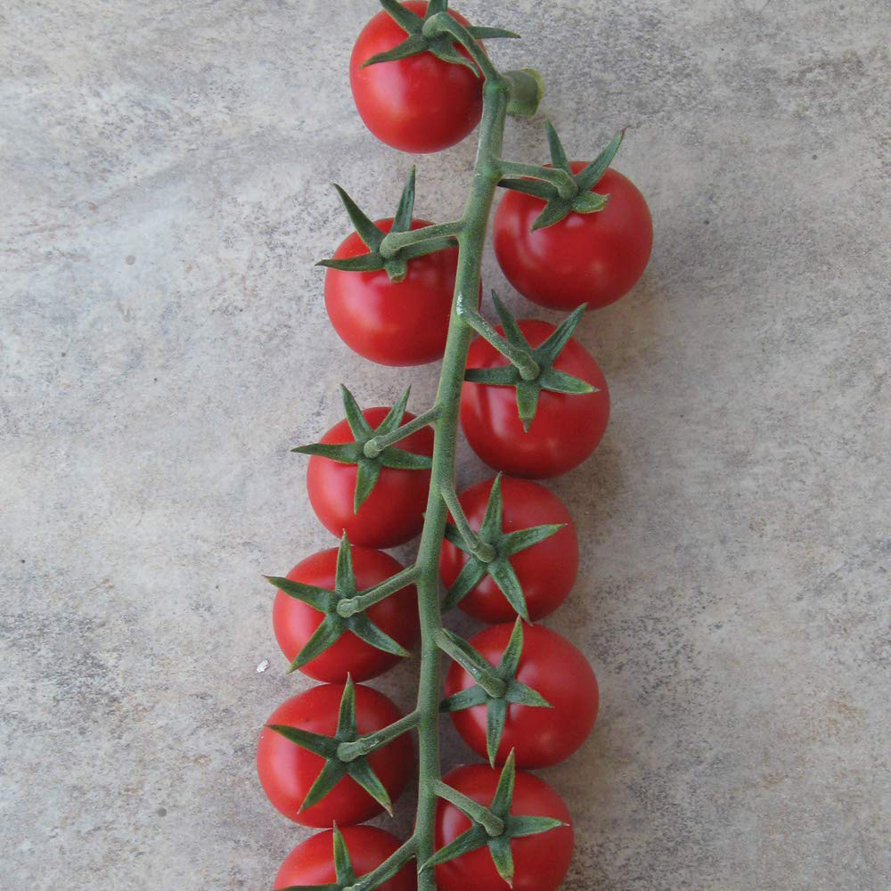 Thompson and Morgan Tomato Sweet Success Seeds Image 4