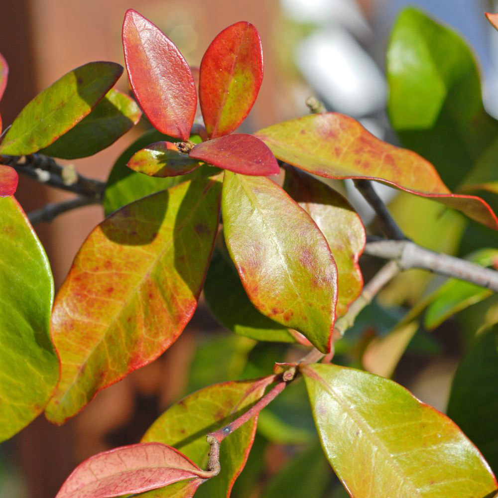 Thompson and Morgan Trachelospermum Jasminoides Plant Pot 2L Image 5