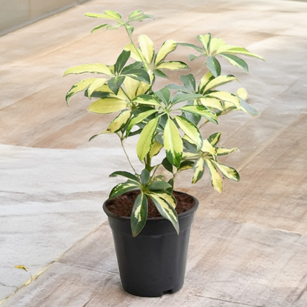 BloomingBritish Schefflera Variegated Umbrella Tree Plant Image 1