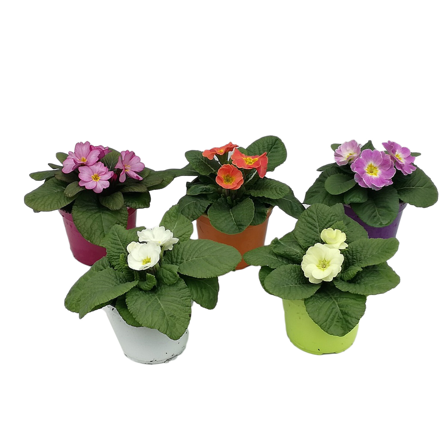 Primula Bedding In Coloured Pots Image