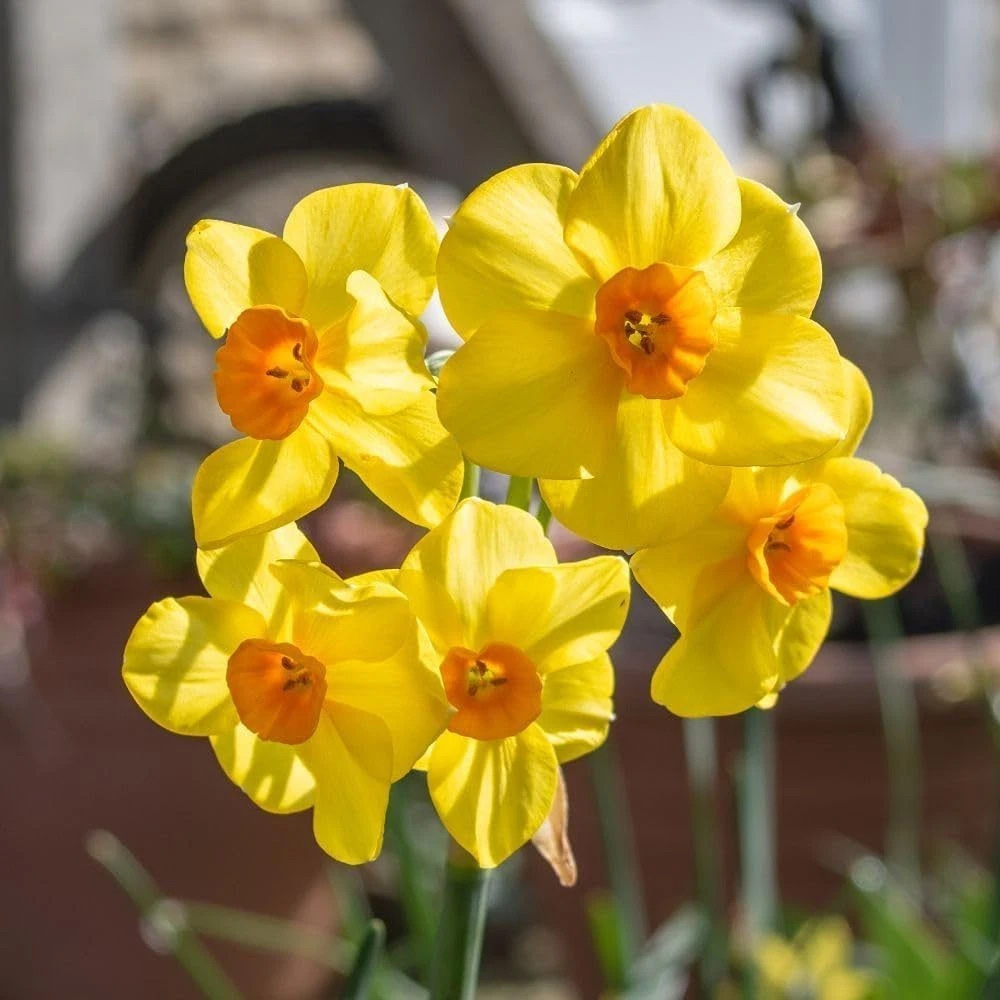 Thompson and Morgan Daffodil Jonquilla Martinette Planting Bulb 8 Pack Image 6