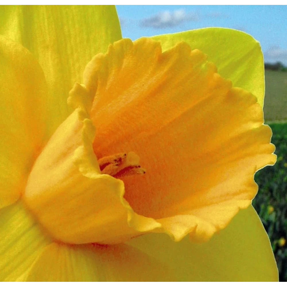 Thompson and Morgan Daffodil Cornish Trelawney Gold Planting Bulb 32 Pack Image 4