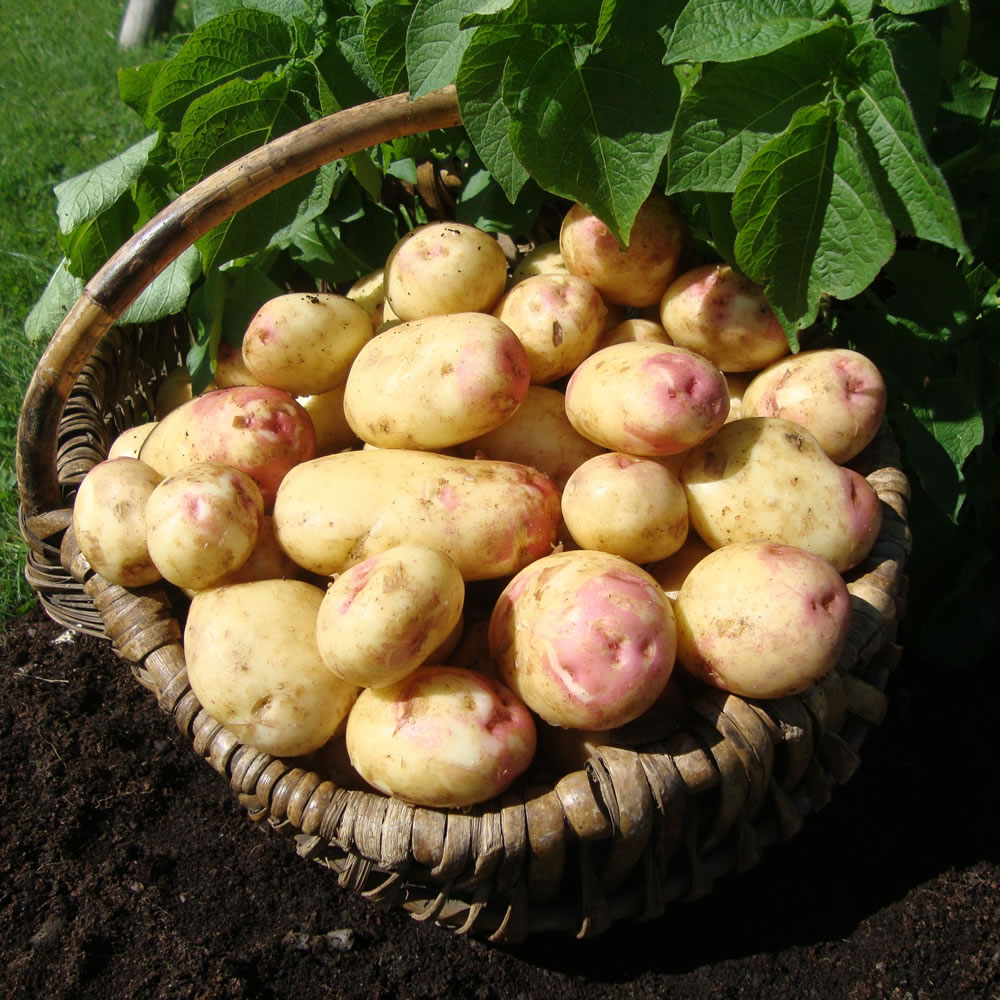 Wilko King Edward Maincrop Seed Potatoes 4kg Image 1