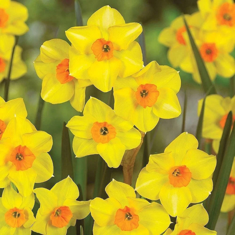 Thompson and Morgan Daffodil Super Scented Jonquilla Collection Spring Planting Bulb 160 Pack Image 4