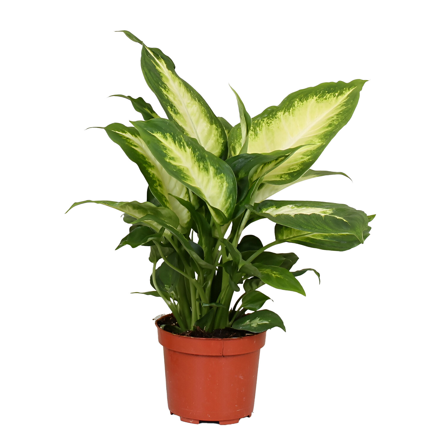 Dieffenbachia Camilla Plant 12cm - Green Image