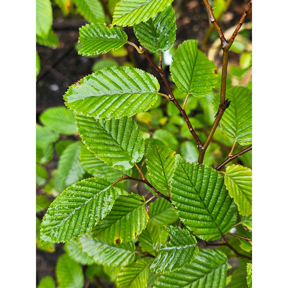 Inspirational Gifting Hornbeam Semi-Evergreen Bare Root Hedge Plant Sapling 30-60cm 10 Pack Image 4