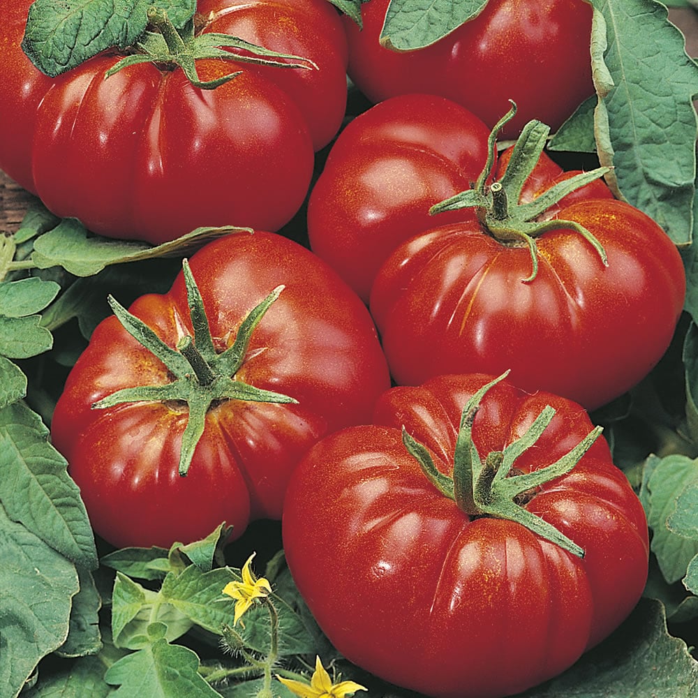 Johnsons Tomato Marmande Seeds Image 1