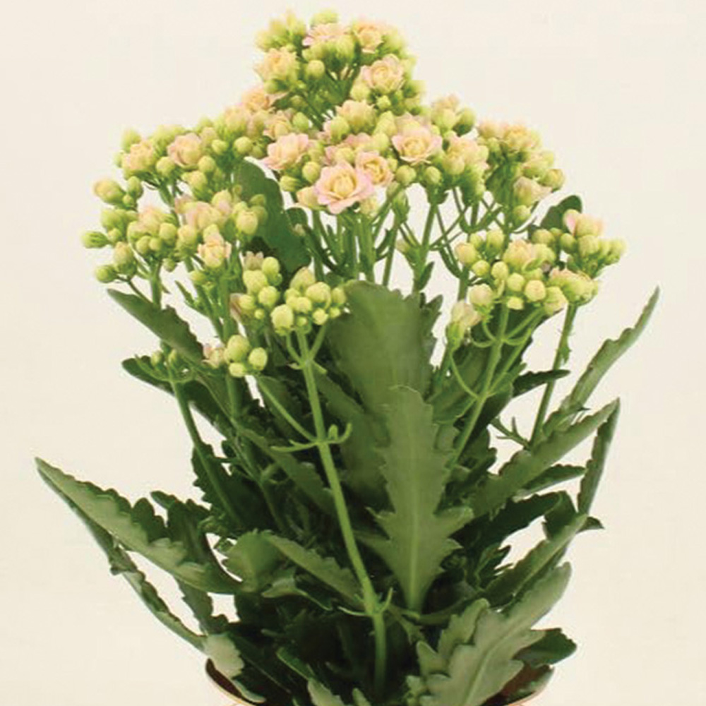 Thompson & Morgan Pink Kalanchoe Sunny Light Plant Pot 14cm 2 Pack Image 1
