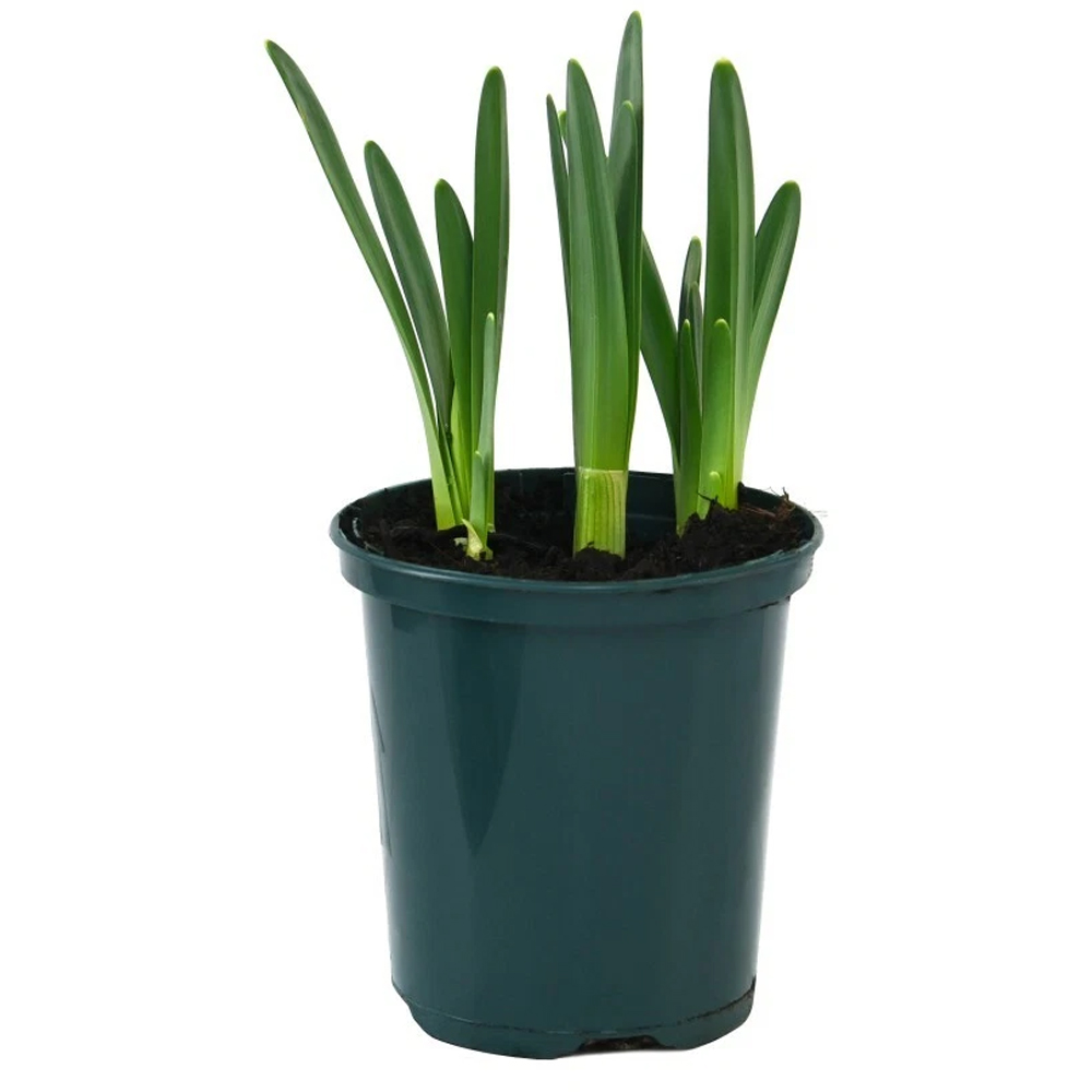 Thompson and Morgan Daffodil Jetfire Planting Bulb 80 Pack Image 4