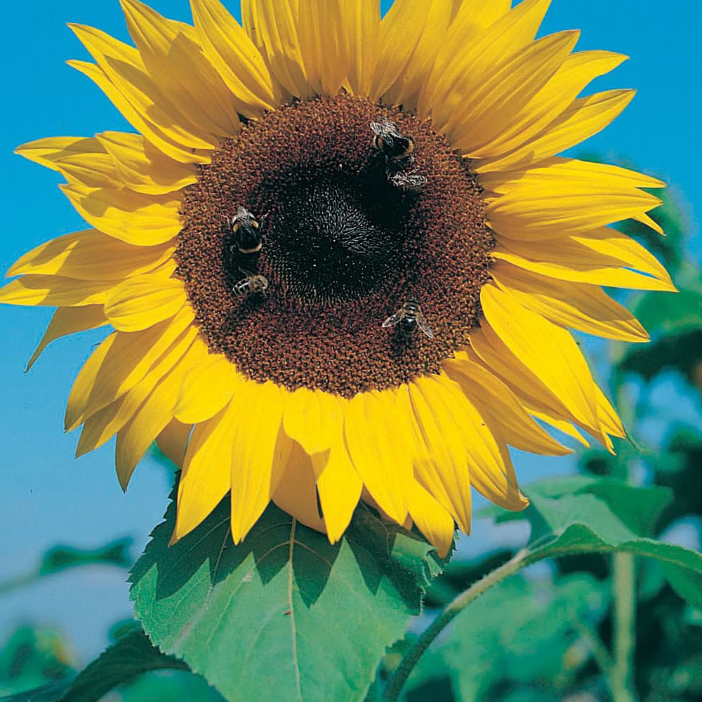 Wilko Sunflower Giant Single Seeds Image 1