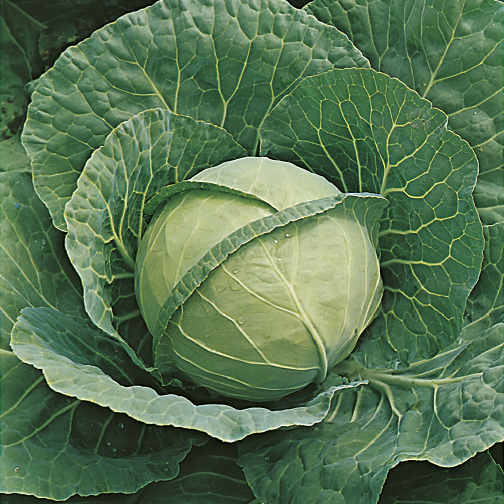 Johnsons Cabbage Seeds Image 1