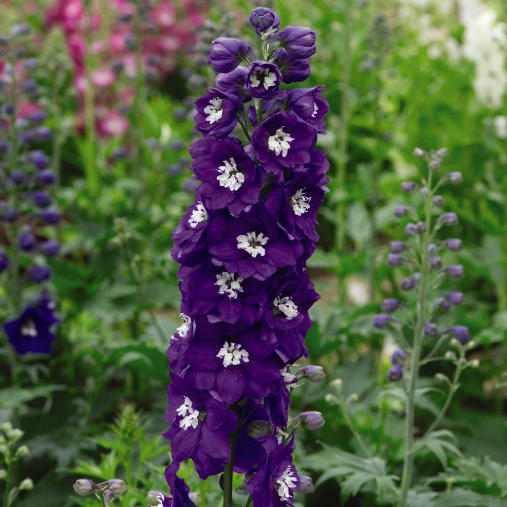 Thompson and Morgan Nurserymans Choice Perennial Mix Plug Plant 36 Pack with 5 Seed Image 4