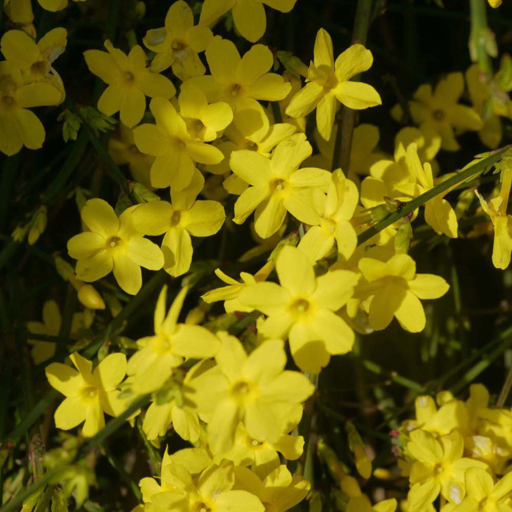 Thompson and Morgan Winter Jasmine Plant Pot 9cm 3 Pack Image 1