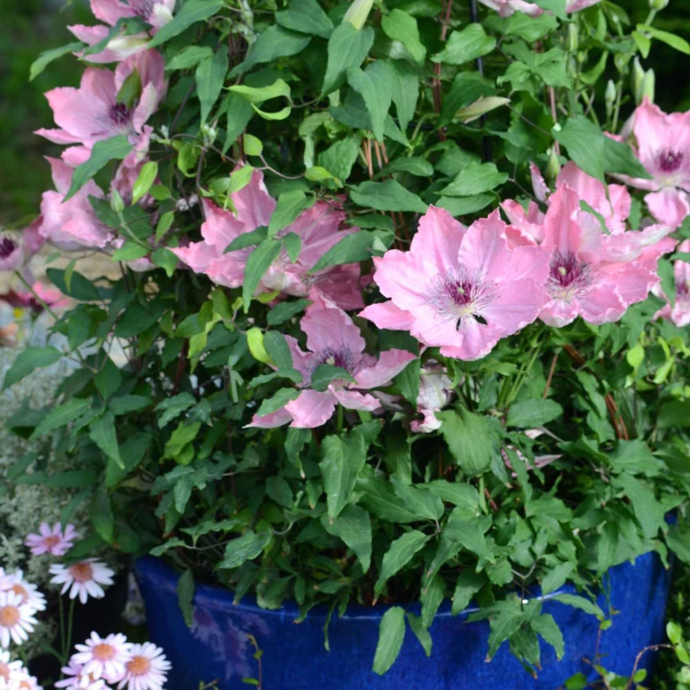 Thompson and Morgan Clematis Sarah Elizabeth Plant Pot 3L Image 3