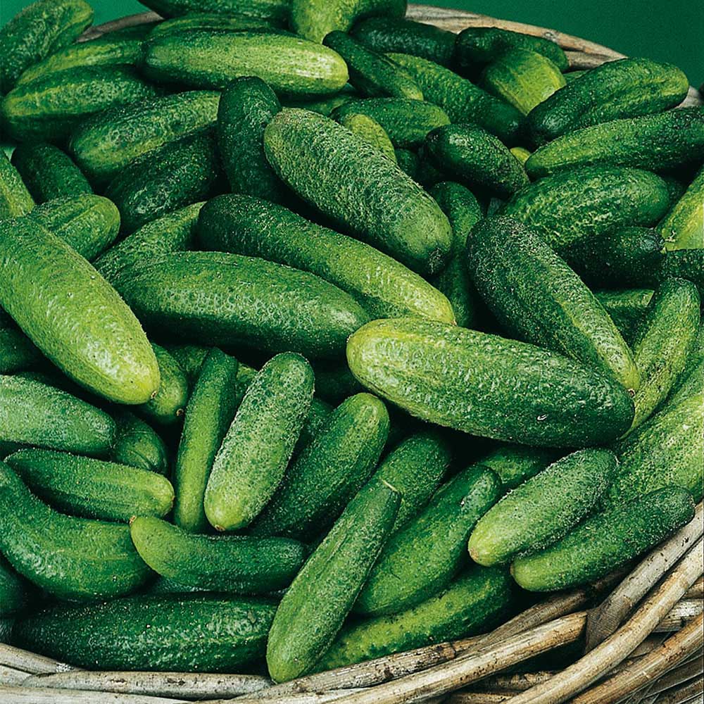 Wilko Cucumber Cornichon de Paris Seeds Image 1