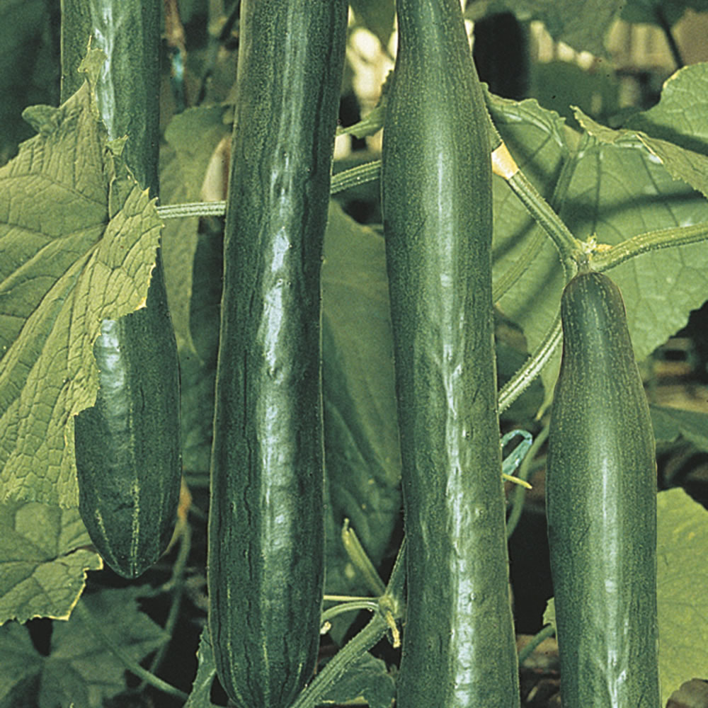 Wilko Cucumber Telepathy F1 Seeds Image 1
