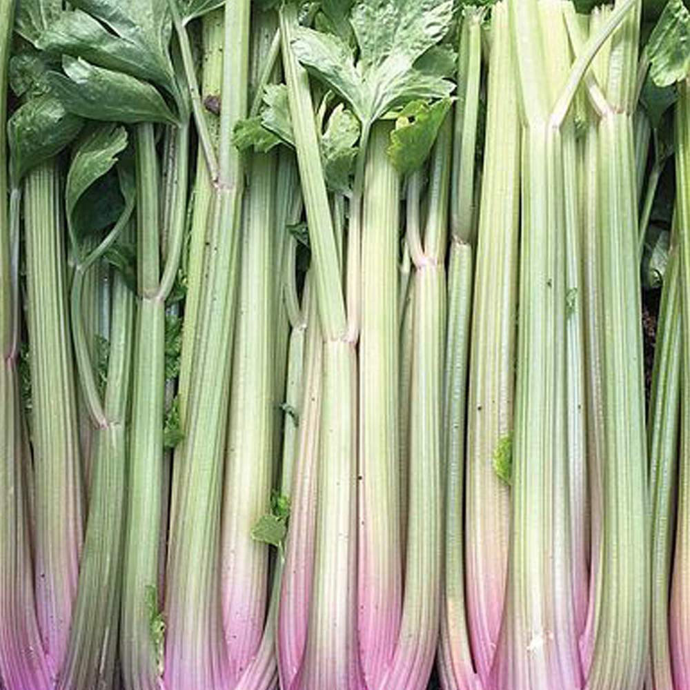 Thompson and Morgan Celery Self-Blanching Blush Seeds Image 1