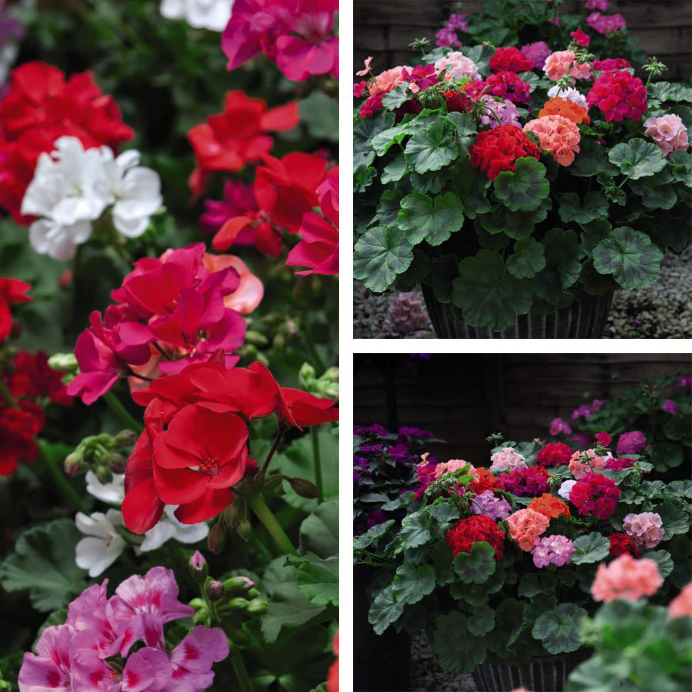 Thompson and Morgan Geranium Jackpot Mixed Garden Ready Plant 15 Pack Image 5
