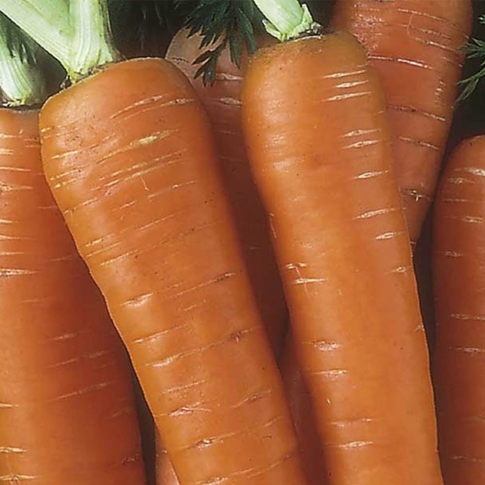 Johnsons Organic Carrot Nantes Seeds Image 2