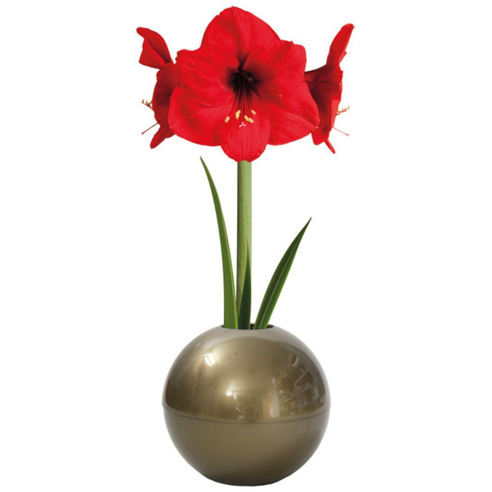 Thompson and Morgan Christmas Gift Red Amaryllis Bulb in Gold Globe Image 2