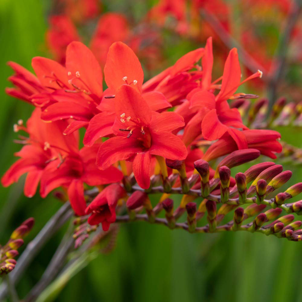 Thompson and Morgan Crocosmia Lucifer Planting Bulb 10 Pack Image 1