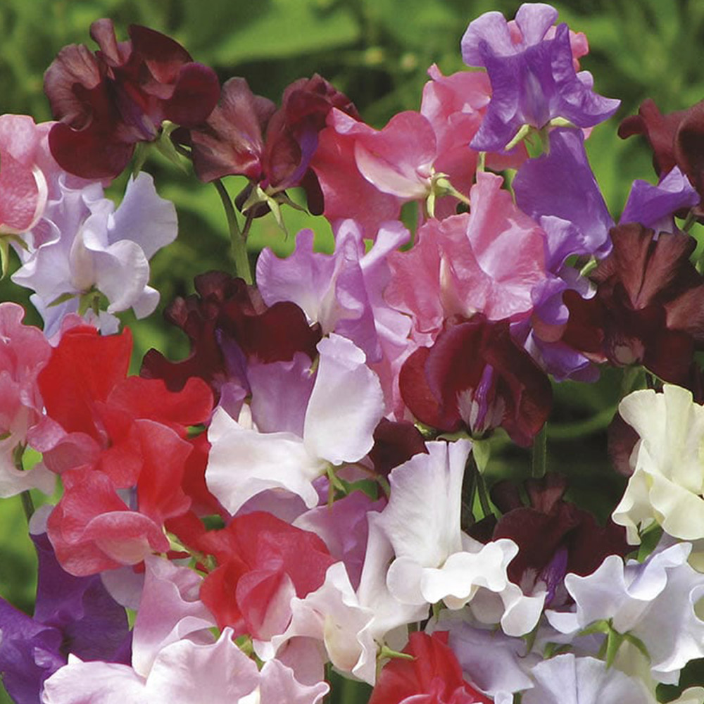 Johnsons Sweet Pea Show Bench 8 Seeds Image 2