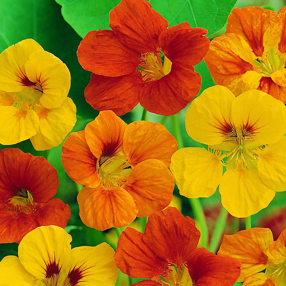 Wilko Nasturtium Tom Thumb Mix Flower Seeds Image 1