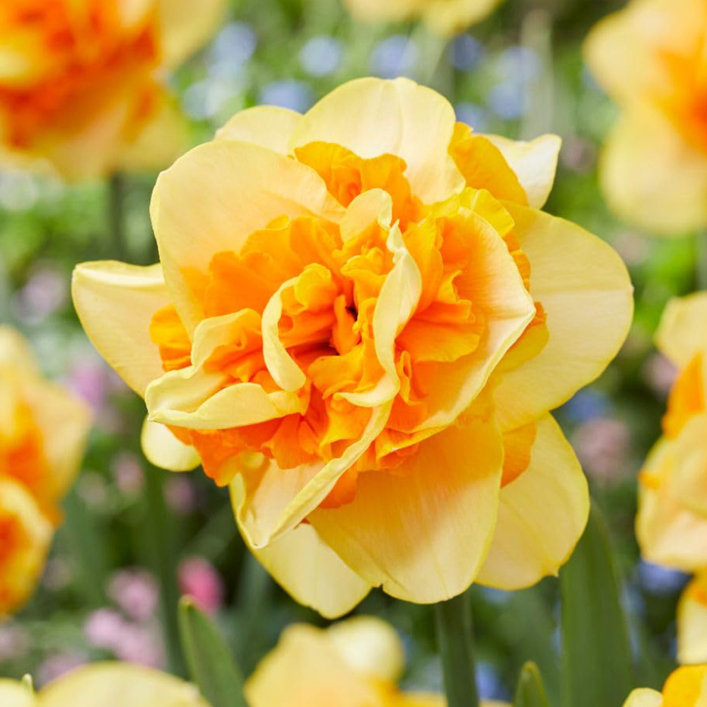 Thompson and Morgan Daffodil Sun Catchers Spring Planting Bulb 10 Pack Image 1