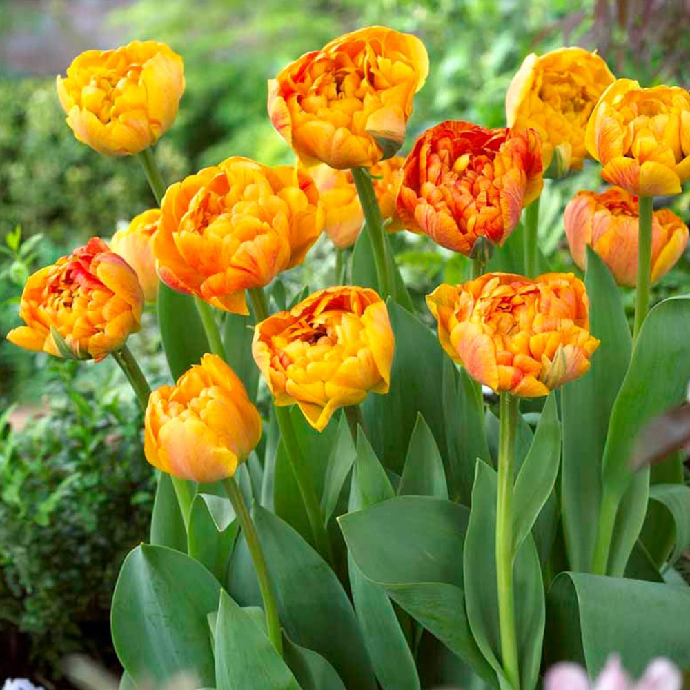 Wilko Tulips Sunlover Autumn Planting Bulb 8 Pack Wilko