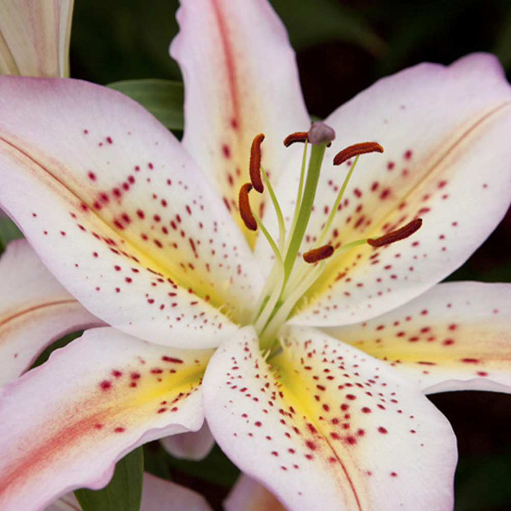 YouGarden Oriental Lily Bulbs 25 Pack Image 2
