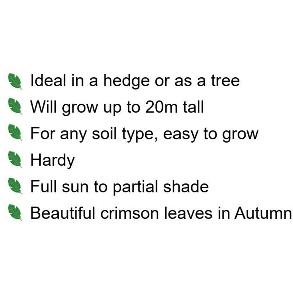 Inspirational Gifting Liquidamber Bare Root Sapling 30-60cm 20 Pack Image 4