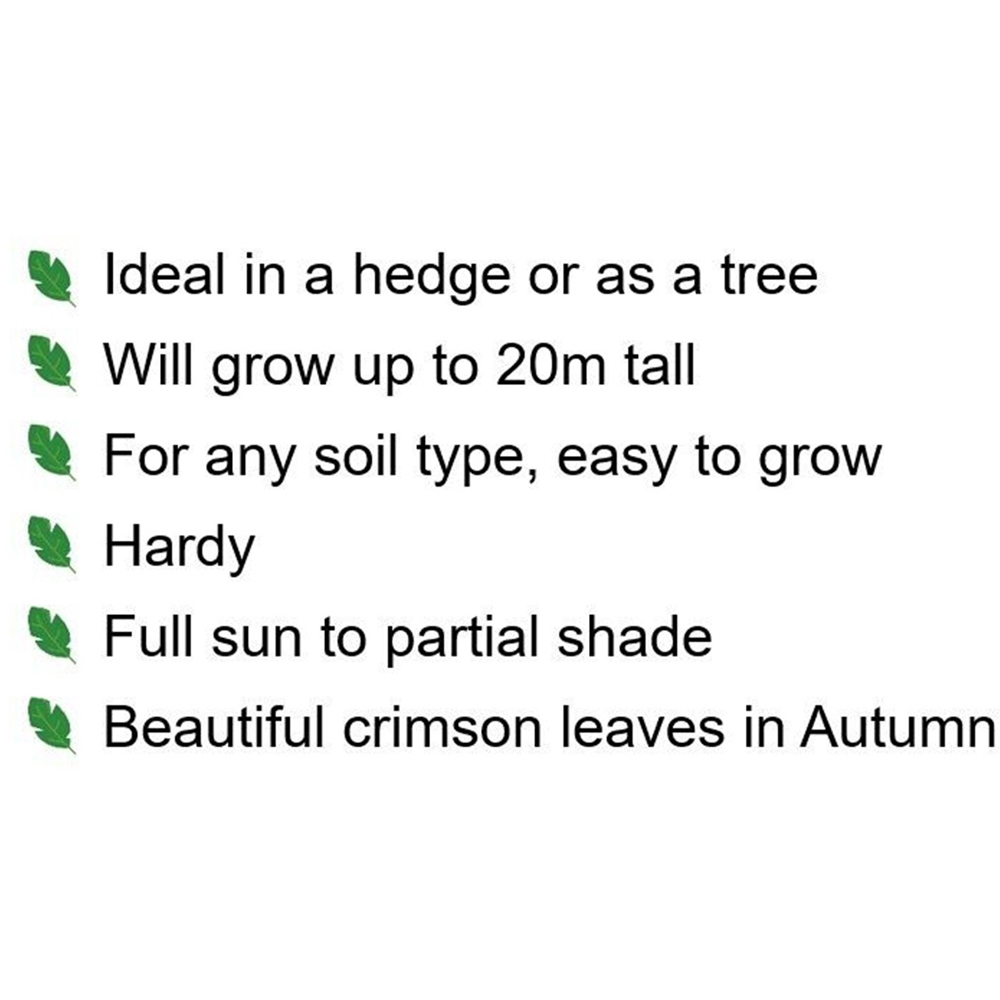 Inspirational Gifting Liquidamber Bare Root Sapling 30-60cm 10 Pack Image 4