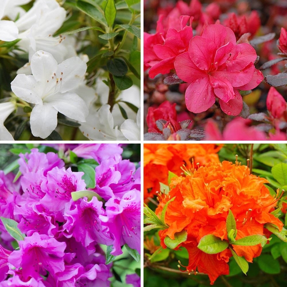Thompson and Morgan Azalea Dwarf Flowering Shrub Collection Plant Pot 9cm 4 Pack Image 1
