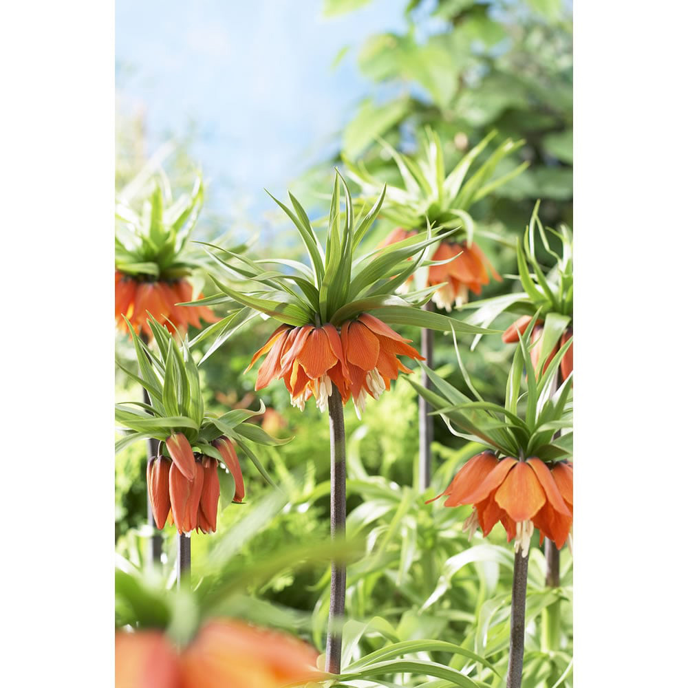 Wilko Autumn Bulbs Fritillaria Rubra 18/20 Image 2