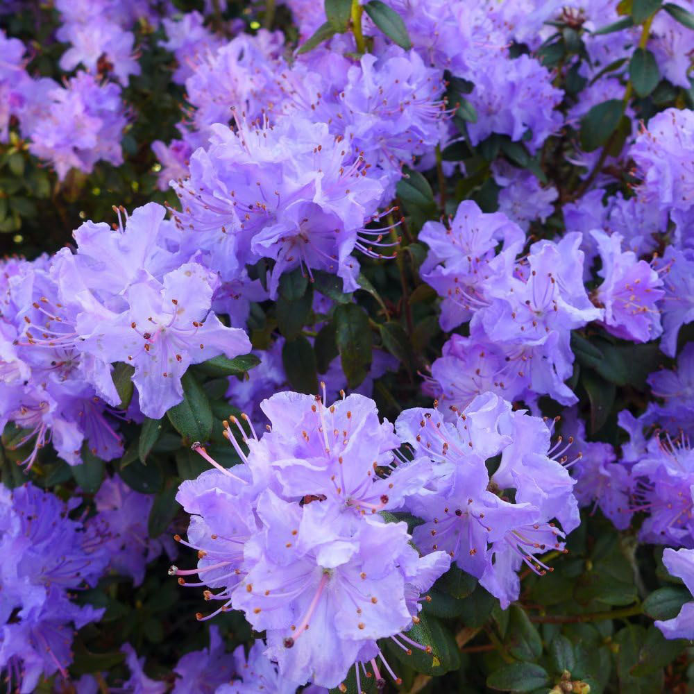 Thompson and Morgan Rhododendron Dwarf Blue Plant Pot 2L Image 2