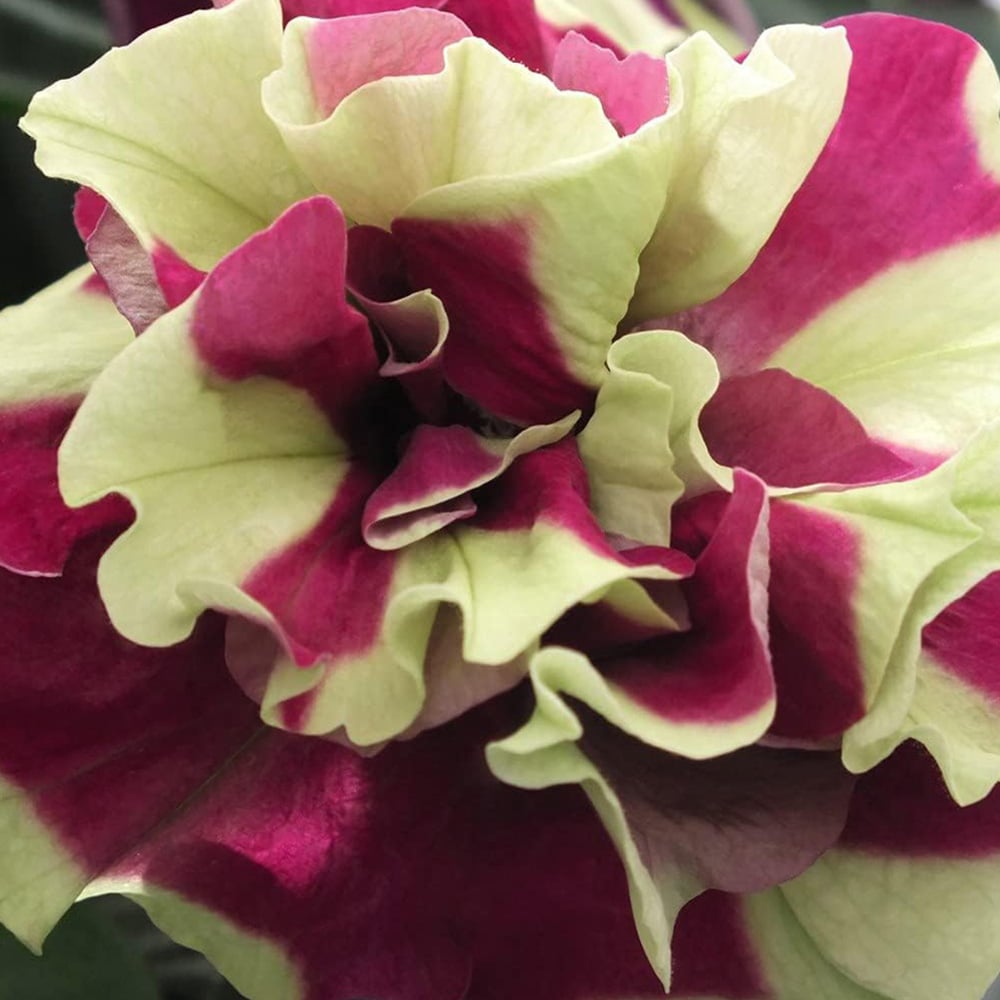 Thompson and Morgan Nurserymans Choice Petunia Postiplugs 30 Pack Image 3