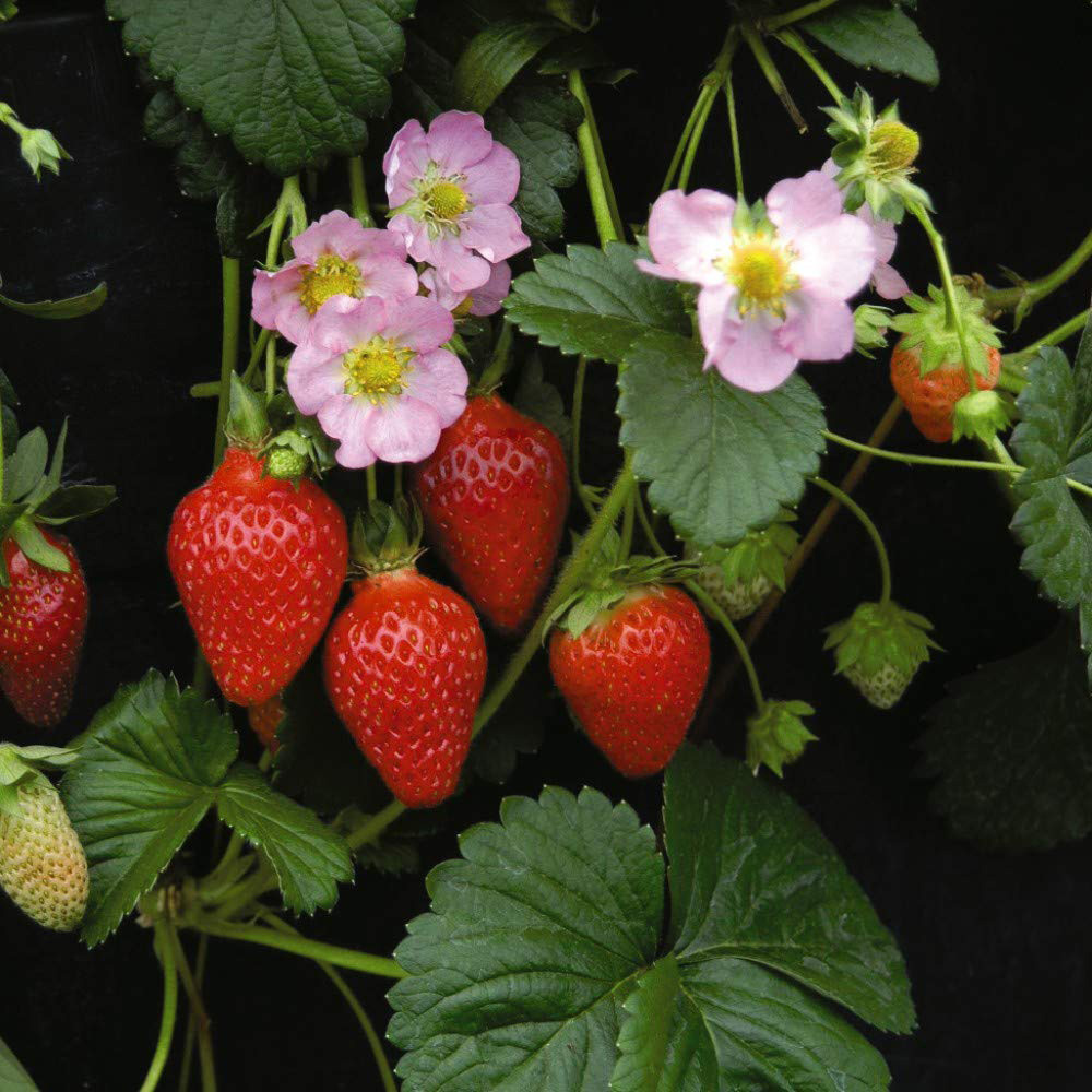 Thompson and Morgan Strawberry Florian F1 Hybrid Seeds Image 2