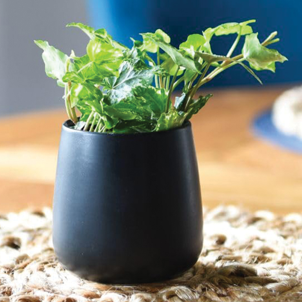 Thompson & Morgan Hedera Helix Kolibri Plant Pot 6cm 2 Pack Image 1