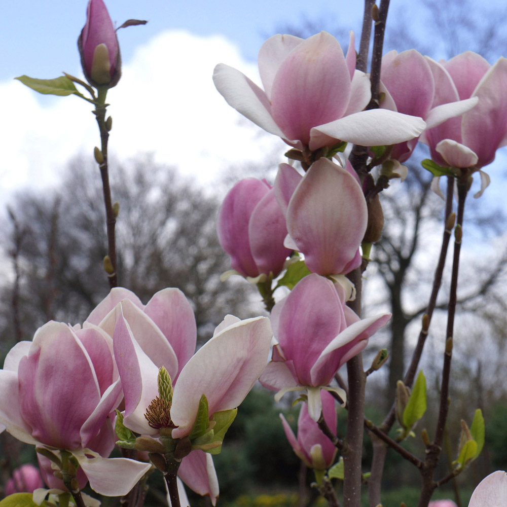YouGarden Magnolia Soulangeana Plant Pot 9cm Image 1