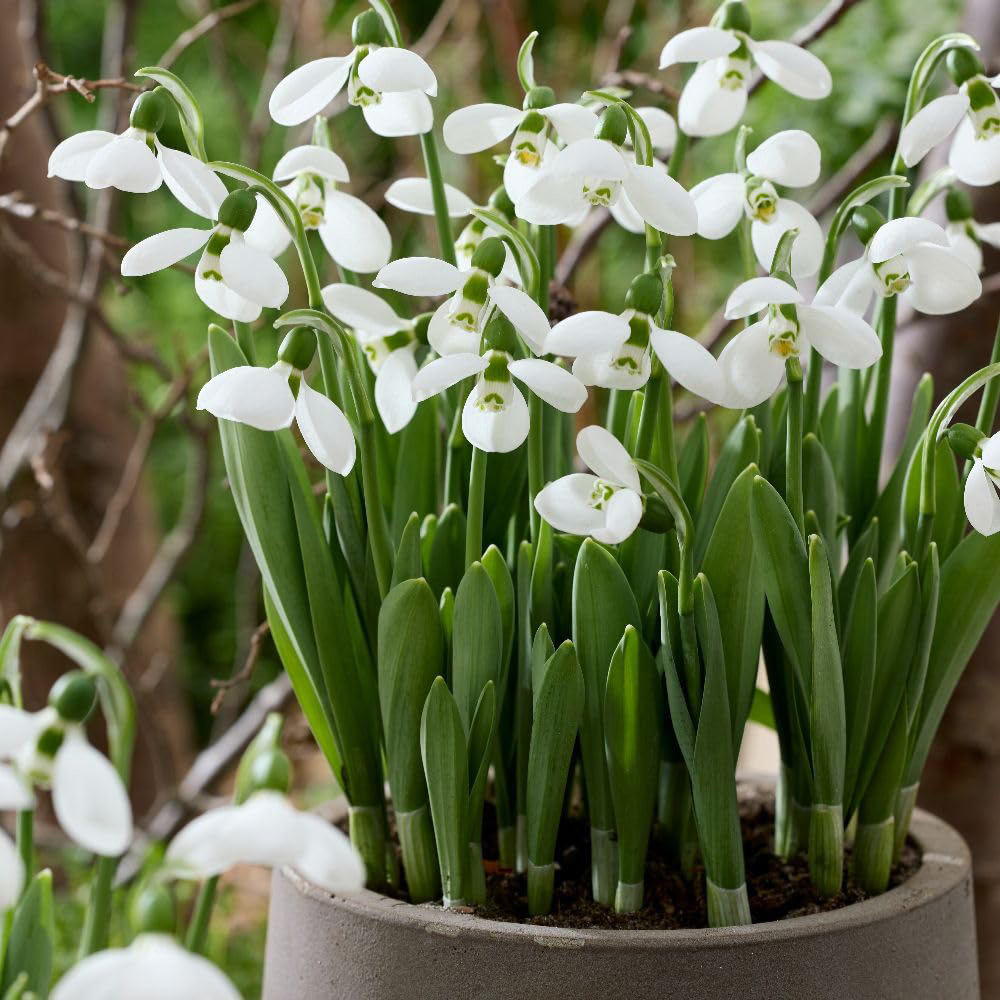 Thompson and Morgan Galanthus Elwesii Polar Bear Bulbs 10 Pack Image 2