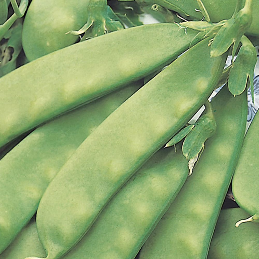 Wilko Pea Mangetout Oregon Seeds Image 2