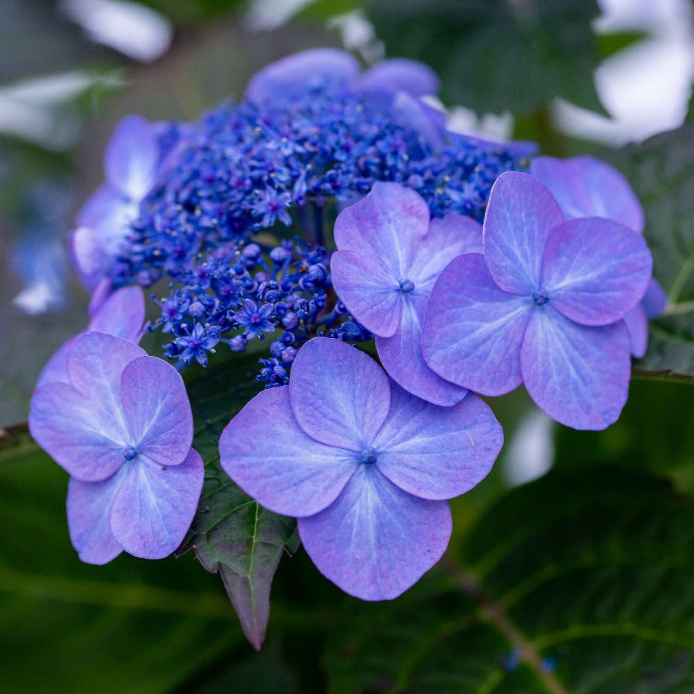 Thompson and Morgan Hydrangea Endless Summer Pop Star Plant Pot 5L Image 1