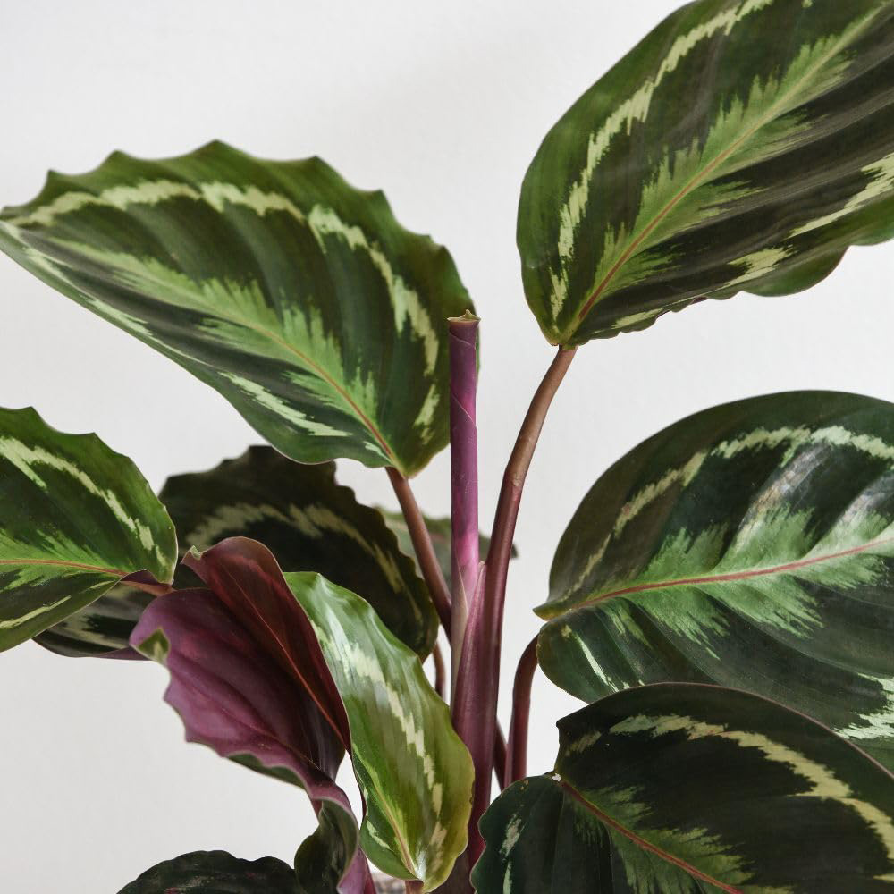Thompson and Morgan Calathea Roseopicta Medallion Plant Pot 19cm 2 Pack Image 3
